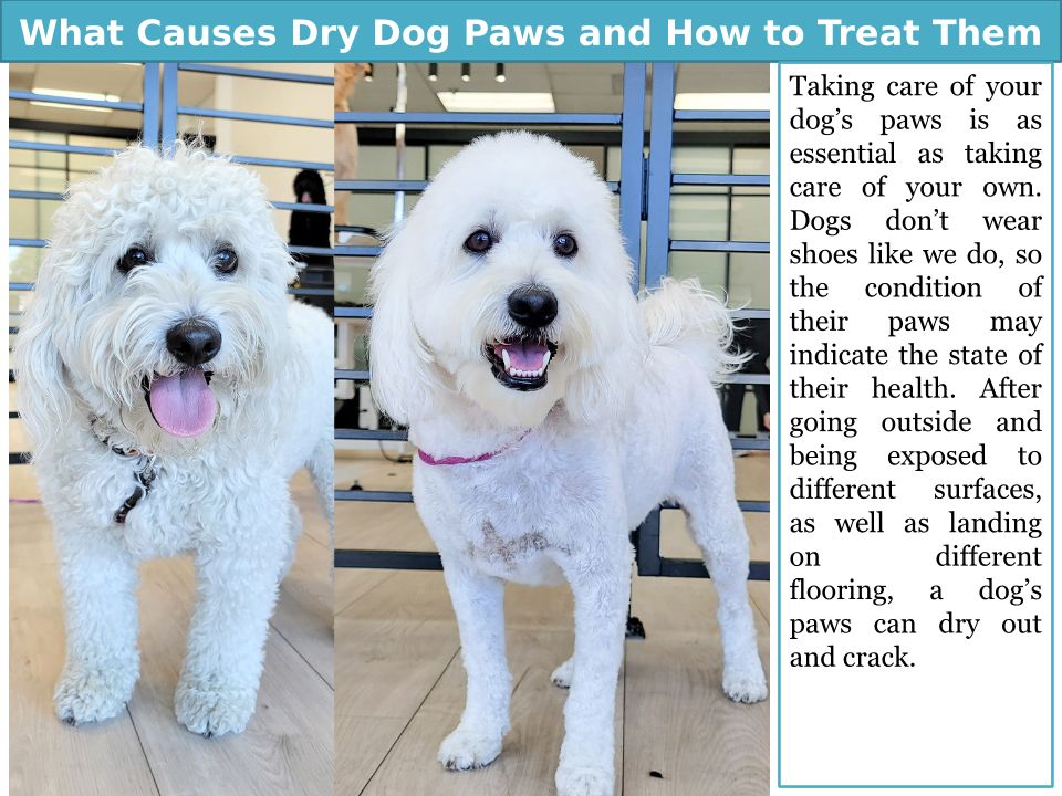 Taking Care of Your Dog's Paws